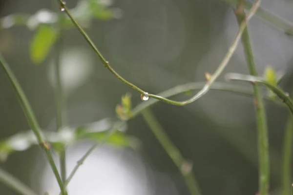 关闭绿叶上的雨滴 春天季节 — 图库照片
