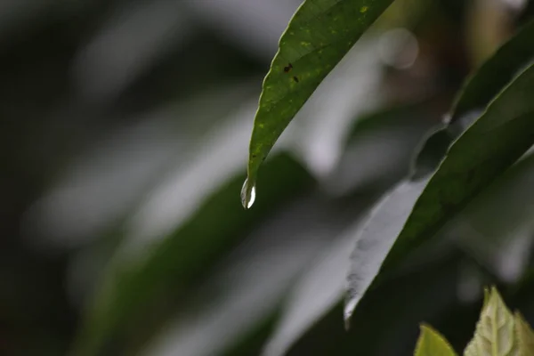 Close Rain Drop Green Leaf Spring Season — Stock Photo, Image