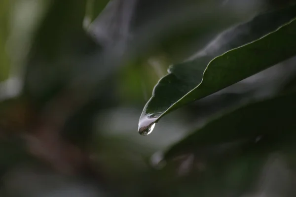 Primer Plano Gota Lluvia Sobre Hoja Verde Temporada Primavera —  Fotos de Stock