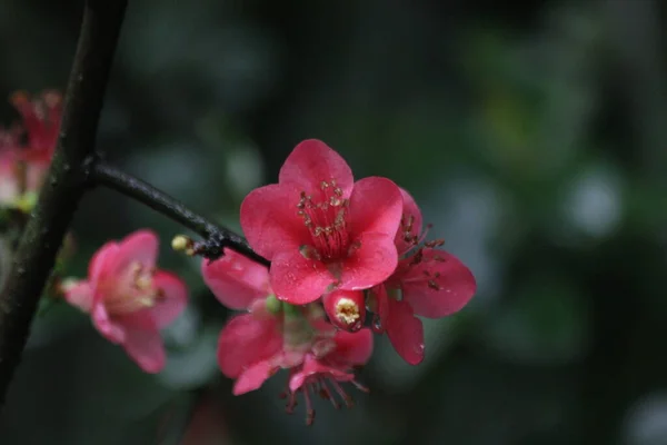 Kapatın Kırmızı Erik Çiçeği, Prunus mume, İlkbaharda, Çin