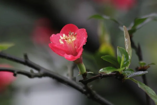 Flor Flor Ciruela Roja Cerca Prunus Mume Primavera China — Foto de Stock