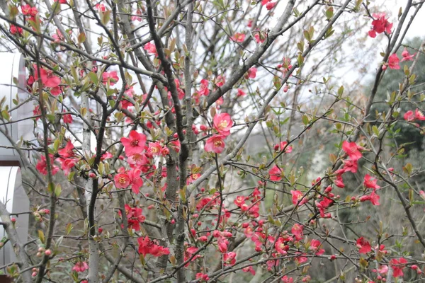 Закрийте Квітку Червоної Сливи Prunus Mume Весняний Час — стокове фото