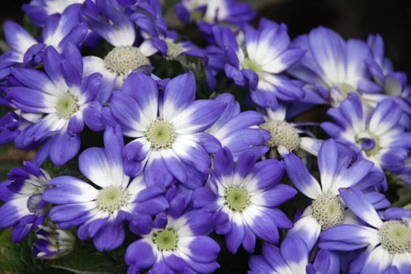 Niebieski Kwitnący Pierwiosnek Kwiaty Wiosną — Zdjęcie stockowe