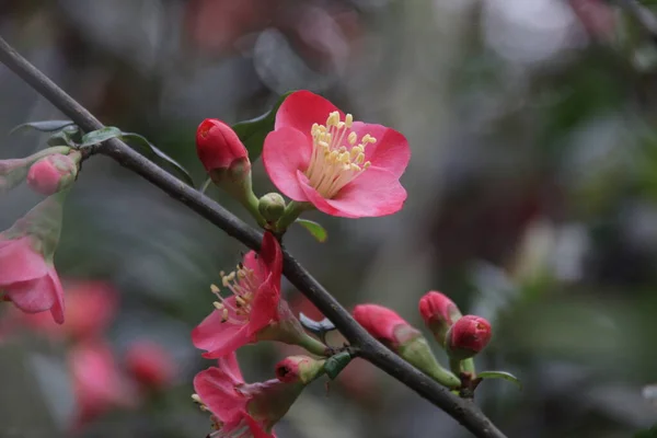 Close Red Plum Blossom Flower Prunus Mume Číně Jarní Sezóna — Stock fotografie