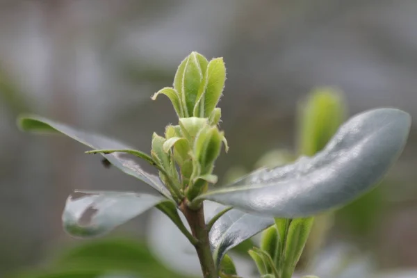 Budding Green Leaves Het Voorjaar New Season Komt Eraan Een — Stockfoto