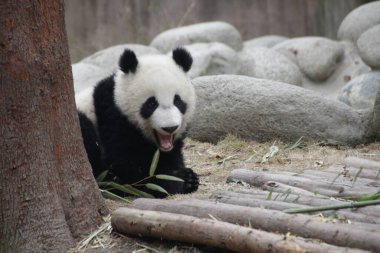 Cute Fluffy Little panda on the ground, Chengdu Panda base