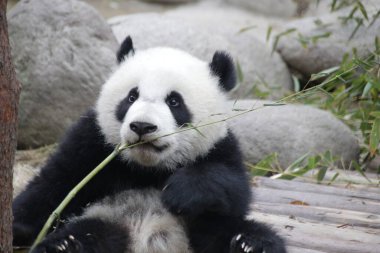Mutlu küçük panda bambu yemeye çalışıyor, Chengdu Panda üssü, Çin