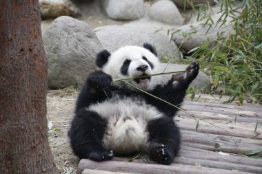 Mutlu küçük panda bambu yemeye çalışıyor, Chengdu Panda üssü, Çin
