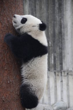 Şirin küçük panda Ağaca tırmanmaya çalışıyor, Chengdu Panda üssü.