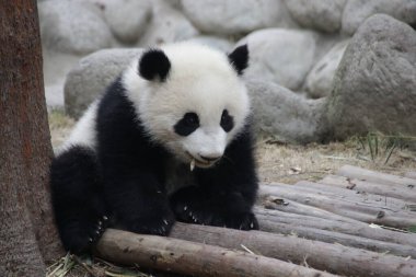 Chengdu Panda Üssü, Çin 'deki Mutlu Küçük Panda' yı kapatın.