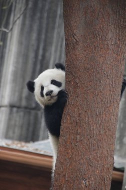 Komik Poz Küçük Panda, Ağacı tutuyor, Chengdu Panda Üssü, Çin