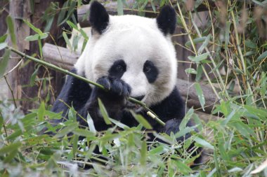 Chengdu Panda Üssü, Çin 'deki dev panda.