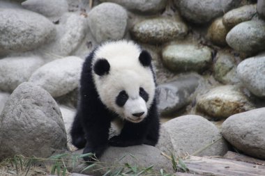 Küçük Panda oyun alanını keşfediyor, Chengdu Panda üssü, Çin