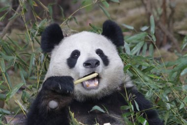 Chengdu Panda Üssü, Çin 'deki dev panda.