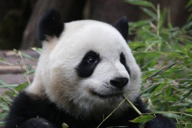 Kapatın Mutlu Dev Panda, Çin