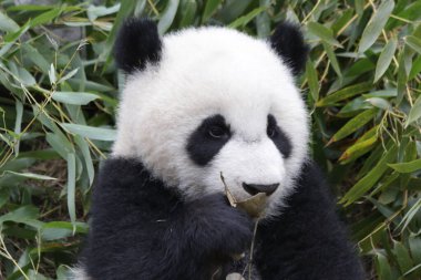 Chengdu Panda Üssü 'nün küçük şirin bir portresini kapat.