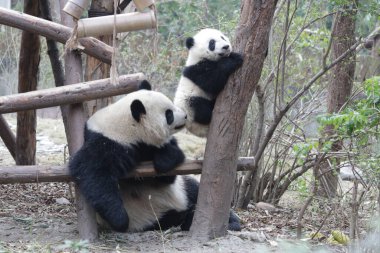 Panda Ana 'nın Değerli Anı ve Yavrusu, Chengdu Panda Üssü, Çin