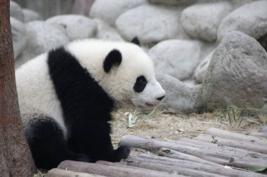Şirin Küçük Yumuşak Panda, Chengdu Panda Üssü, Çin