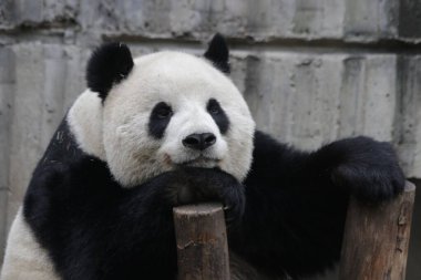 Chengdu Panda Üssü, Çin 'deki dev panda.