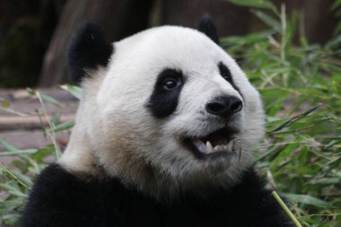 Chengdu Panda Üssü, Çin 'deki dev panda.