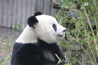 Chengdu Panda Üssü, Çin 'deki dev panda.
