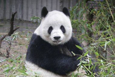 Tüylü Dev Panda Chengdu Panda Üssü, Çin