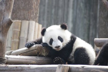 Chengdu Panda Üssü, Çin 'de Şirin Yumuşak Küçük Panda