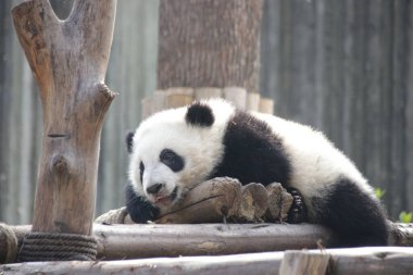 Chengdu Panda Üssü, Çin 'de Şirin Yumuşak Küçük Panda