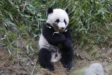 Chengdu Panda Üssü, Çin 'de Şirin Yumuşak Küçük Panda