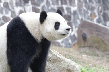 Şirin tatlı panda, panda cenneti, Çin