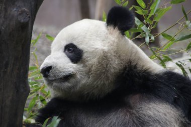 Şirin bir panda portresi, Chengdu Panda Üssü, Çin