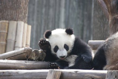 Chengdu Panda Üssü, Çin 'de Mutlu Küçük Panda