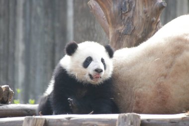 Chengdu Panda Üssü, Çin 'de Mutlu Küçük Panda
