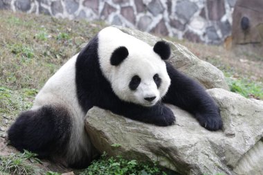 Komik Dev Panda Pozu, Kayanın Üzerinde Rahatlıyor, Çin