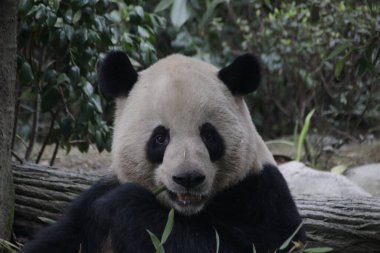 Şirin pofuduk panda bambu yiyor, Chengdu Panda Üssü, Çin