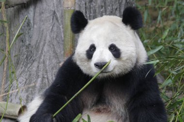Şirin pofuduk panda bambu yiyor, Chengdu Panda Üssü, Çin