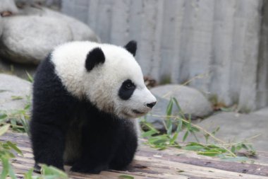 Şirin pofuduk panda bambu yiyor, Chengdu Panda Üssü, Çin