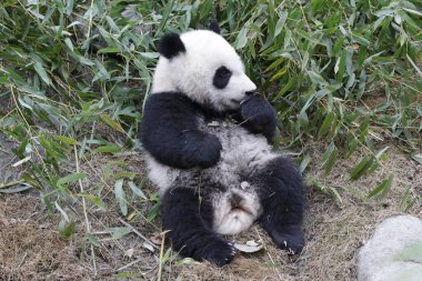 Şirin küçük panda Bambu yemeyi öğreniyor, Chnegdu Panda Üssü, Çin