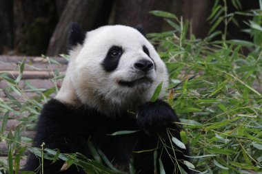 Bambu yapraklı Şirin Fluffy Dev Panda, Chnegdu Panda Üssü, Çin