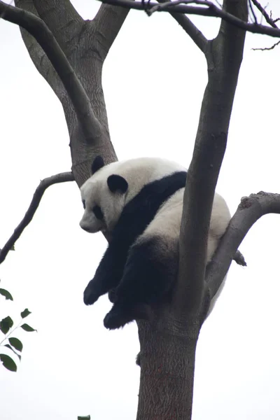 Kleiner Panda Auf Dem Baum Chengdu Panda Base China — Stockfoto