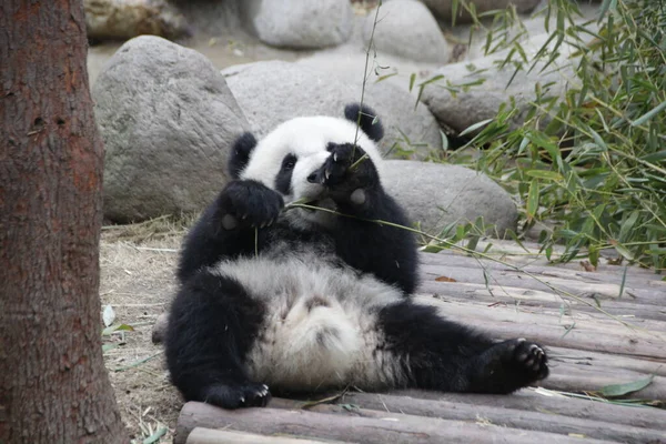 Happy Little Panda Megpróbálja Megenni Bamboo Chengdu Panda Bázis Kína — Stock Fotó