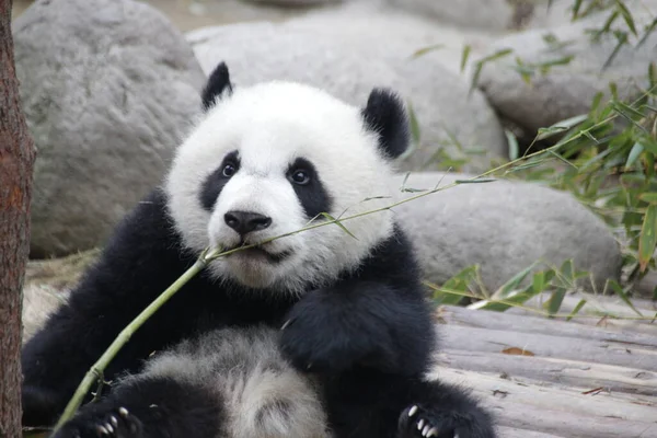 Happy Little Panda Megpróbálja Megenni Bamboo Chengdu Panda Bázis Kína — Stock Fotó