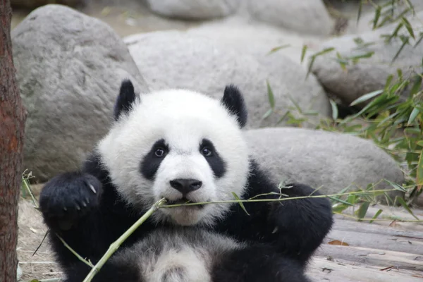 Happy Little Panda Essaie Manger Bambou Base Chengdu Panda Chine — Photo