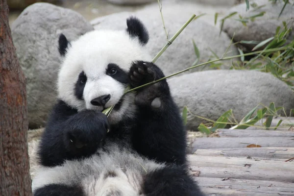 Happy Little Panda Megpróbálja Megenni Bamboo Chengdu Panda Bázis Kína — Stock Fotó