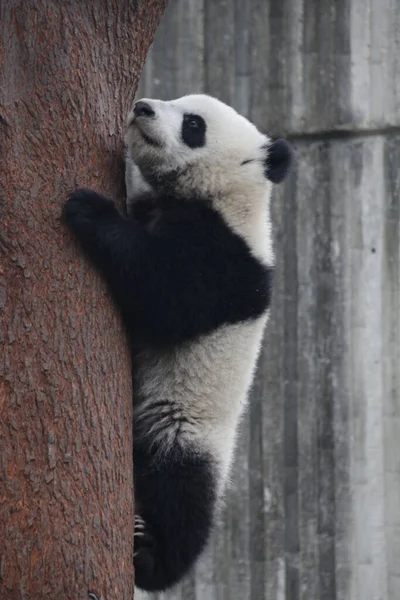 Lindo Pequeño Panda Tratando Subir Árbol Base Chengdu Panda — Foto de Stock