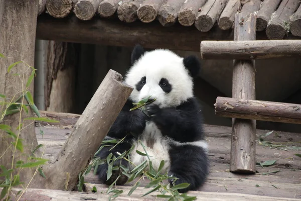 Chengdu Panda Üssü, Çin 'deki Mutlu Küçük Panda' yı kapatın.