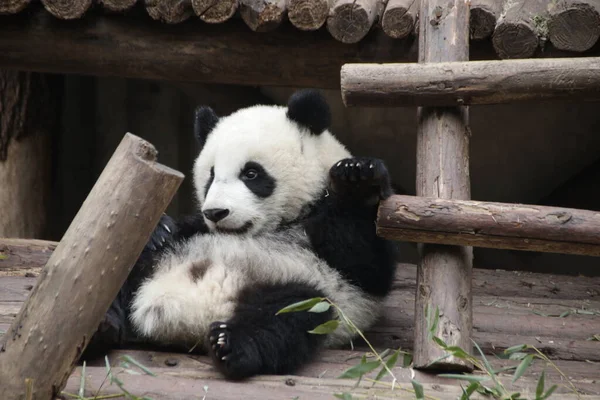 Pose Divertida Del Pequeño Panda Base Del Panda Chengdu China — Foto de Stock