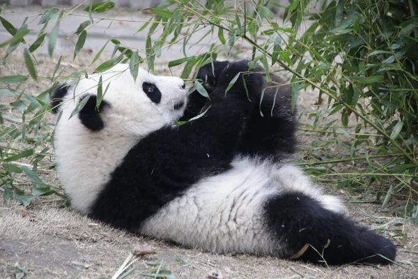Bezárjuk Happy Little Panda Kínai Chengdu Panda Bázison — Stock Fotó