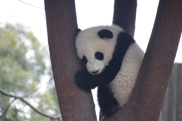 Śpiąca Panda Drzewie Chengdu Panda Base Chiny — Zdjęcie stockowe