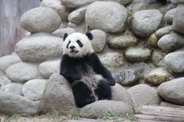Chengdu Panda Üssü, Çin 'deki Mutlu Küçük Panda' yı kapatın.